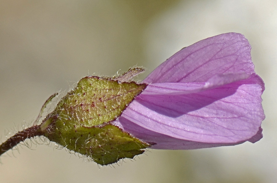 Malva moschata / Malva moscata